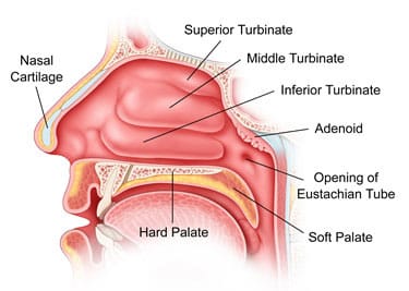 nasal-anatomy