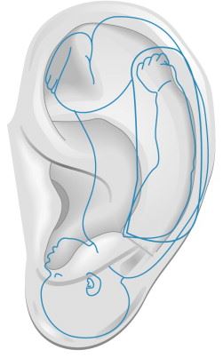 Ekran Alıntısı kulak